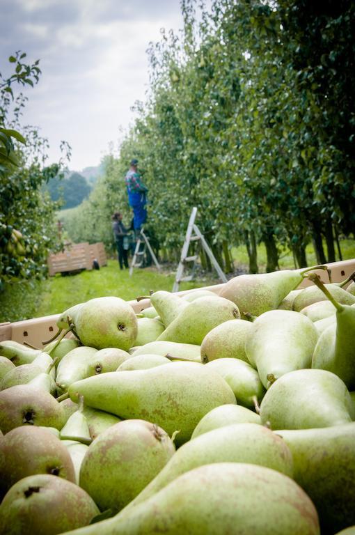 B&B De Fruithoeve Hoeselt Kültér fotó