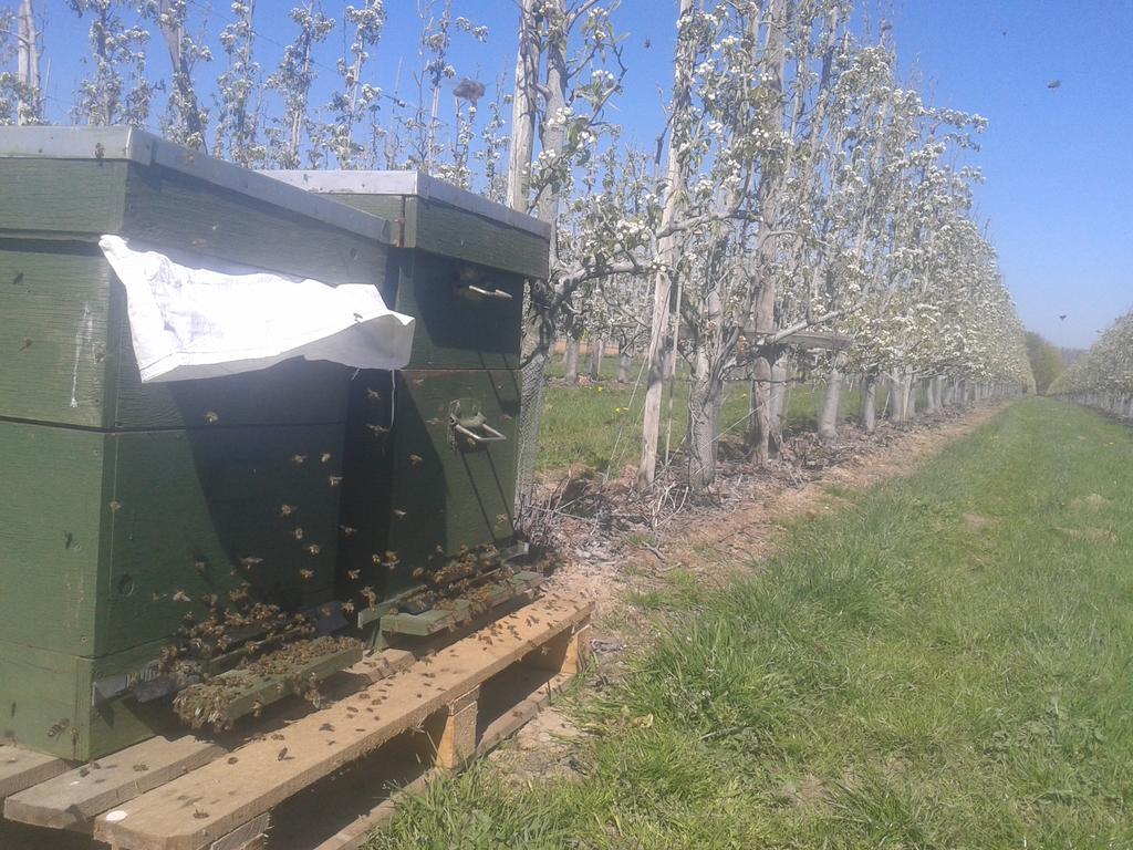 B&B De Fruithoeve Hoeselt Kültér fotó